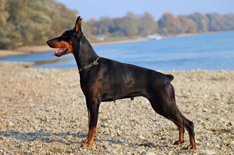 doberman (1)