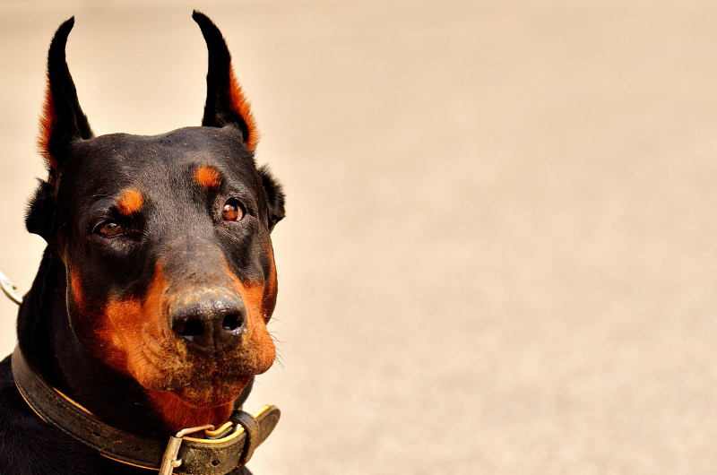 doberman