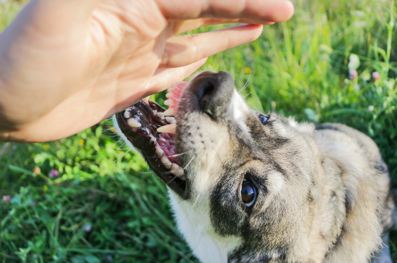 dog bite injuries lawyer
