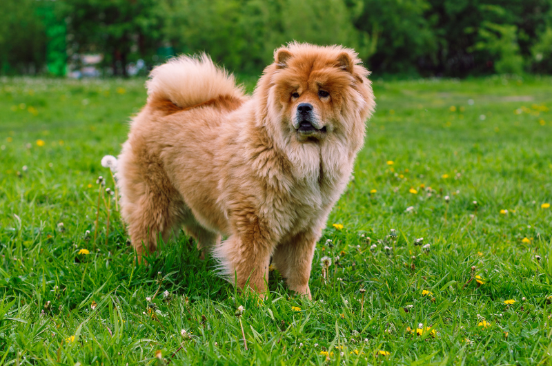 are-chow-chows-dangerous