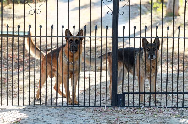guard-dog-vs-watchdog