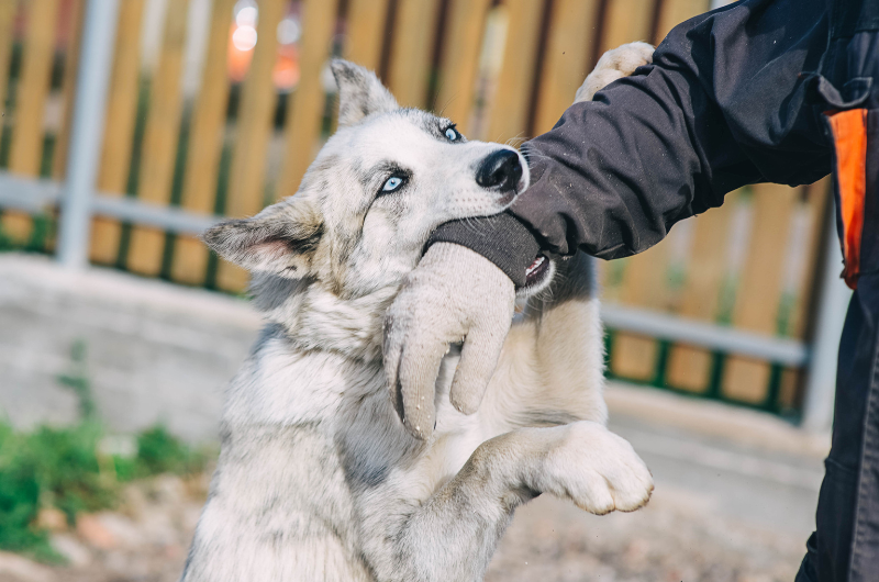 landlord-dog-bites-someone