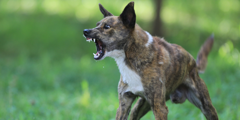 Animal Attack