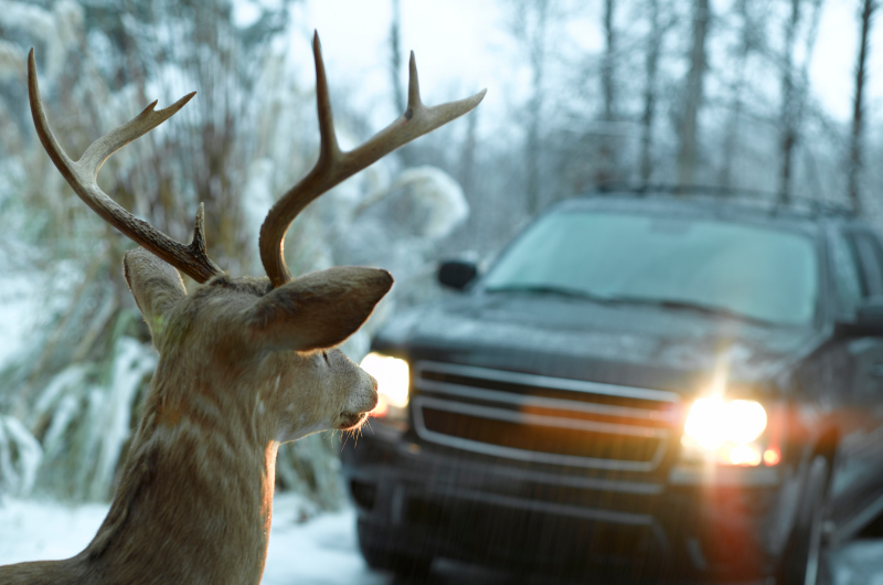 deer-in-headlights