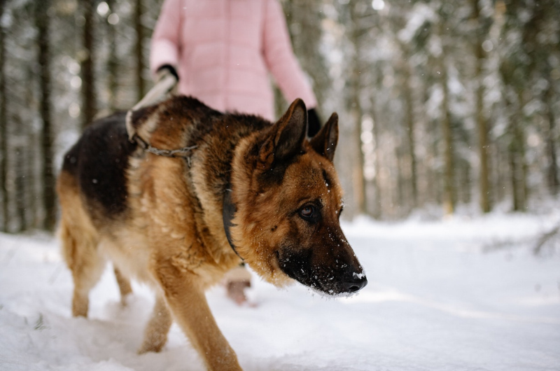 What Happens if Your Dog Knocks Someone Over?