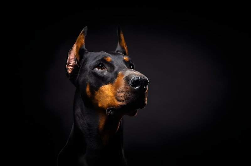 doberman bite force