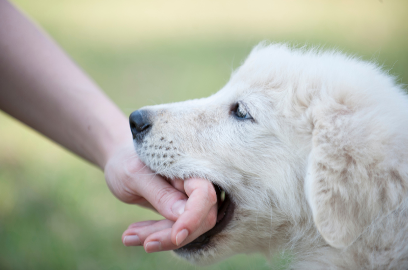 scar-tissue-after-dog-bite