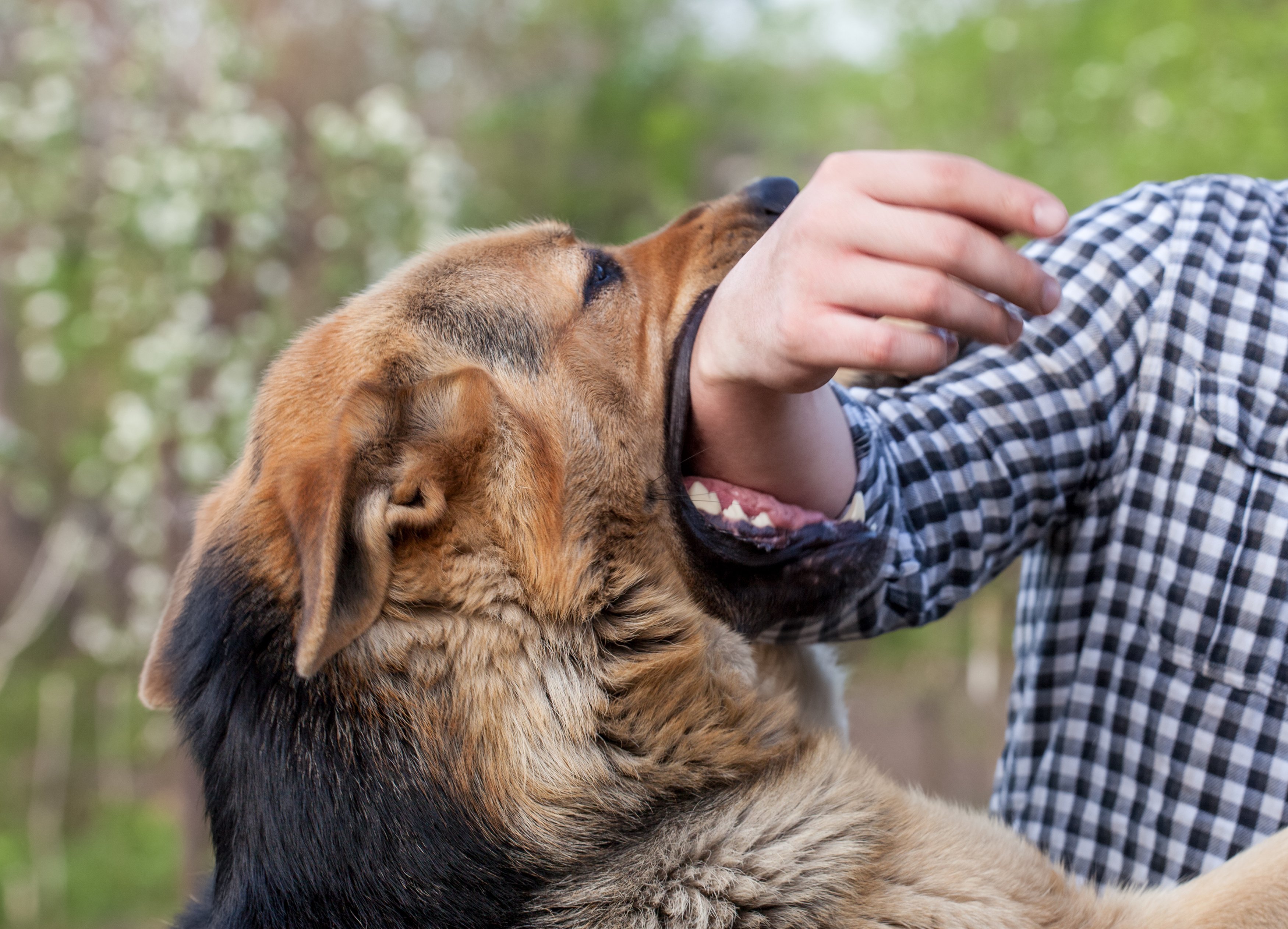Can a Dog Bite Cause Rabies? What You Need to Know