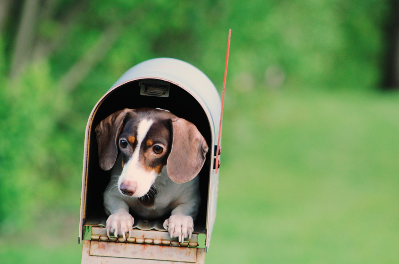 usps-dog-bite-policy